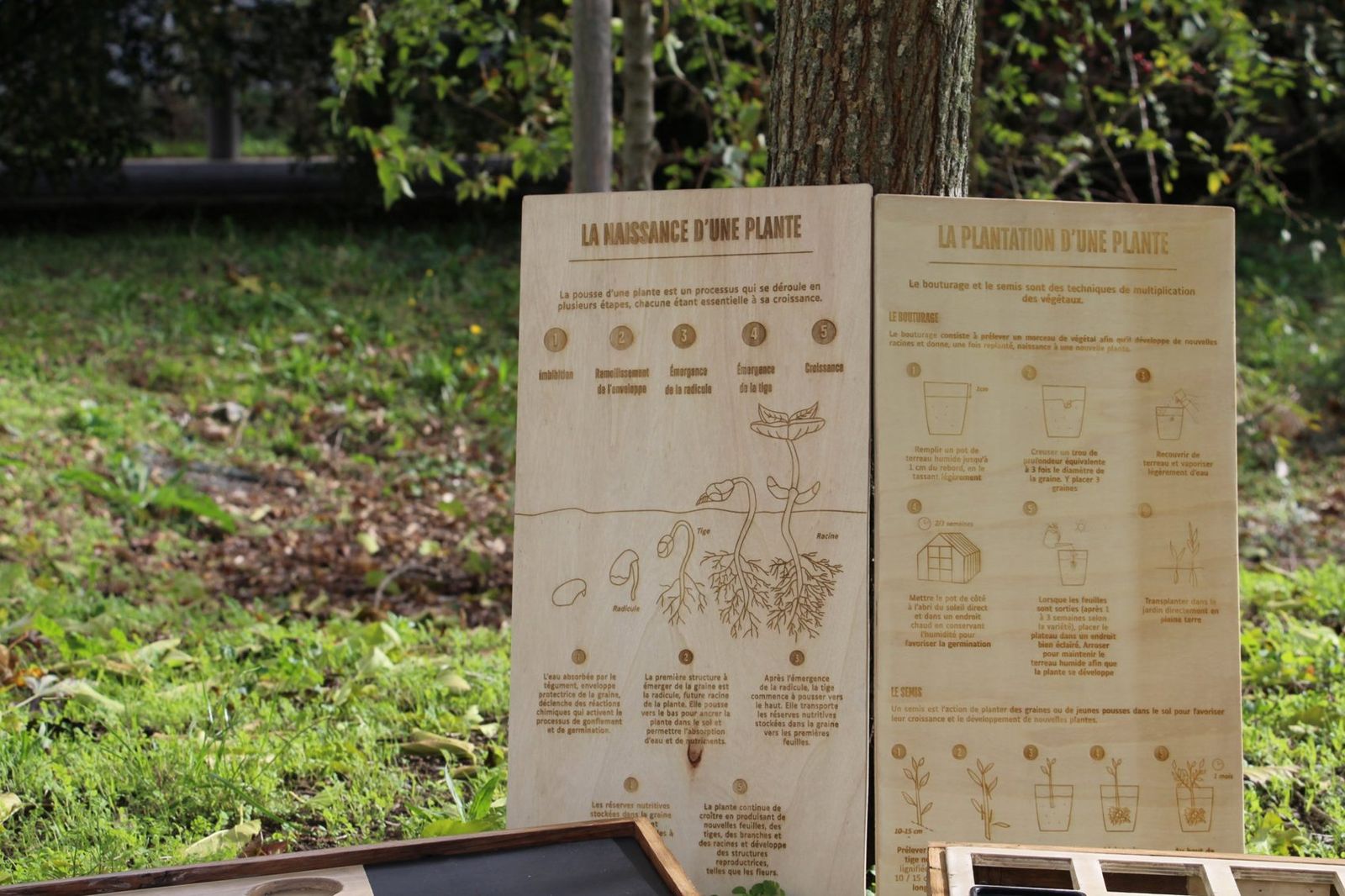 Panneau en bois gravé au laser expliquant les étapes de la germination d’une plante, avec des pastilles numérotées et un dessin de jeune pousse, à côté d’un second panneau sur le bouturage